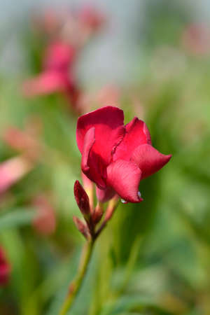 Oleander Emile Sahut pink flowers - Latin name - Nerium oleander Emile Sahut