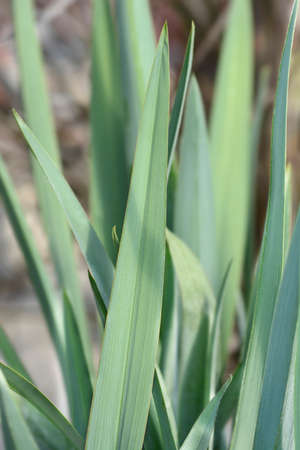 Blue flax lily leaves - Latin name - Dianella careuleaの写真素材