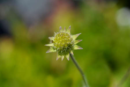Macedonian scabious seed head - Latin name - Knautia macedonica