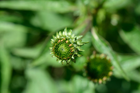 Pink coneflower flower bud - Latin name - Echinacea purpureaの写真素材