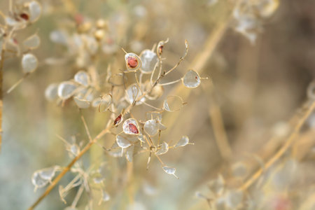 Creeping alyssum seeds - Latin name - Alyssum repens