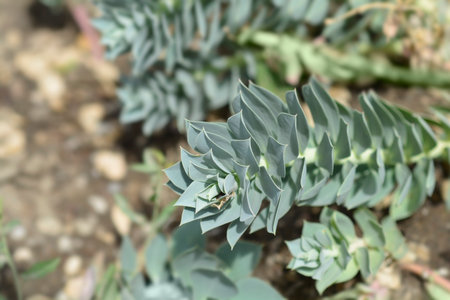 Myrtle spurge leaves - Latin name - Euphorbia myrsinitesの写真素材
