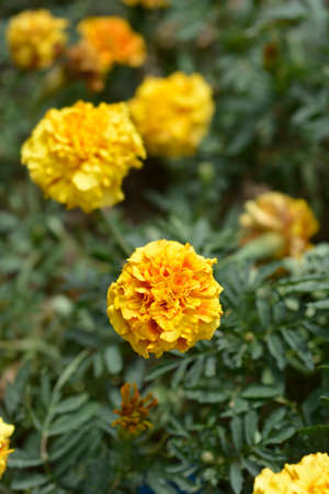 French marigold Strawberry Blonde flowers - Latin name - Tagetes patula Strawberry Blonde