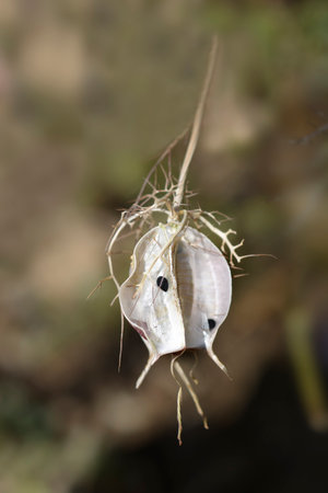 Close up of Love-in-a-mist Shorty Blue open seed capsule - Latin name - Nigella damascena Shorty Blueの写真素材