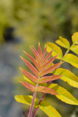 Staghorn sumac new leaves. Rhus typhina