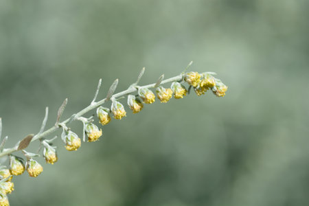 Common wormwood small yellow flowers - Latin name - Artemisia absinthiumの写真素材
