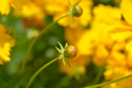 Tickseed Schnittgold flower bud - Latin name - Coreopsis grandiflora Schnittgold