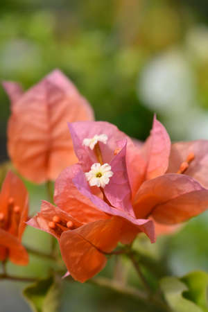 Orange red Bougainvillea Altanova Pyramid flowers
