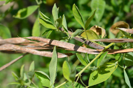False lupine brown seed pods - Latin name - Thermopsis lanceolata