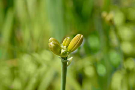 Daylily Elaine Strutt flower buds. Hemerocallis Elaine Strutt