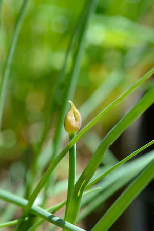 Chives flower bud - Latin name - Allium schoenoprasum