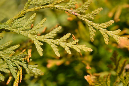 Arborvitae Brabant branch - Latin name - Thuja occidentalis Brabant