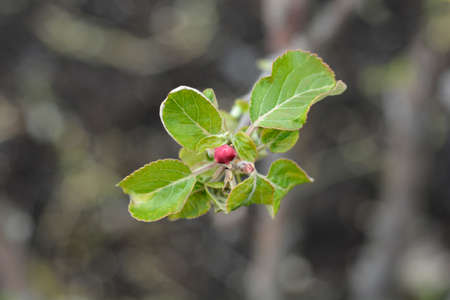 Elstar apple leaves and flower bud - Latin name - Malus domestica Elstarの写真素材