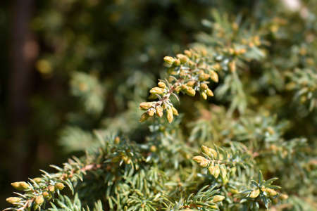 Juniper Green Carpet branch - Latin name - Juniperus communis Green Carpetの写真素材