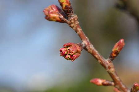 Japanese flowering cherry Kanzan flower buds - Latin name - Prunus serrulata Kanzan
