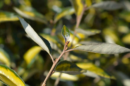 Oleaster Limelight new leaves - Latin name - Elaeagnus x submacrophylla Limelight