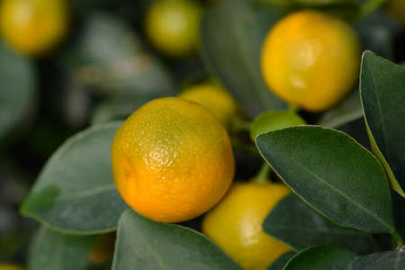 Calamansi branches with leaves and fruit - Latin name - Citrus x microcarpaの写真素材