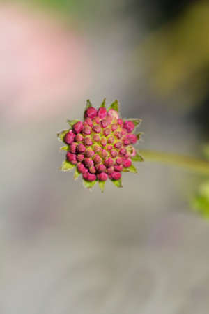 Macedonian scabious flower bud - Latin name - Knautia macedonicaの写真素材