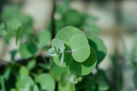 Cider gum leaves - Latin name - Eucalyptus gunnii