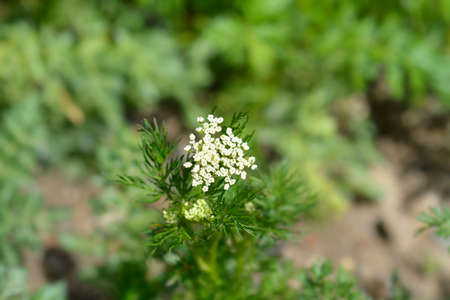 White cumin flowers - Latin name - Cuminum cyminumの写真素材