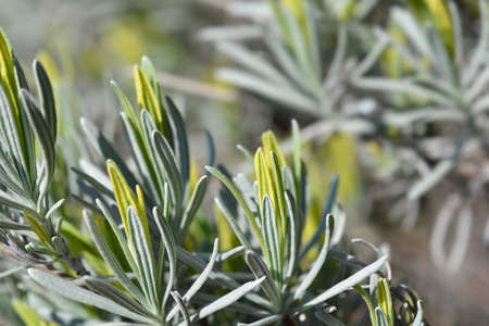 Lavender Platinum Blonde leaves - Latin name - Lavandula angustifolia Platinum Blondeの写真素材