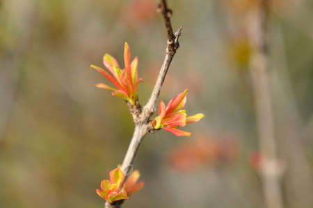 Dwarf pomegranate branch with new leaves - Latin name - Punica granatum var. nana