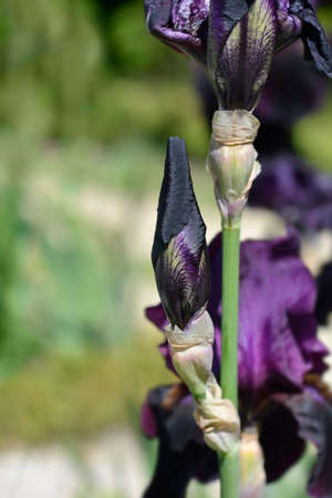 Tall bearded iris Sable night flower bud - Latin name - Iris barbata elatior Sable nightの写真素材