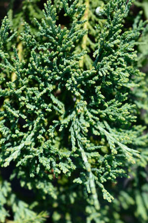 Creeping juniper Wiltonii branches - Latin name - Juniperus horizontalis Wiltoniiの写真素材