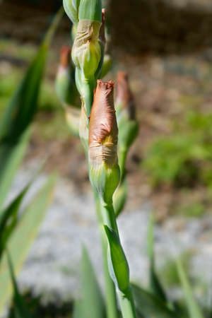 Tall bearded iris Wild Ginger flower bud - Latin name - Iris barbata elatior Wild Gingerの写真素材