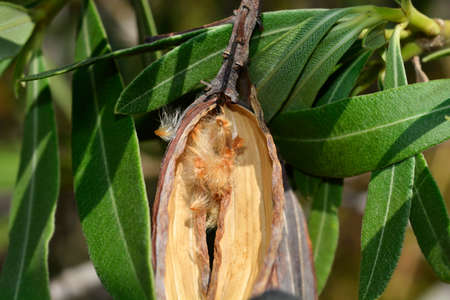 Common oleander open dry seed pod with seeds - Latin name - Nerium oleanderの写真素材