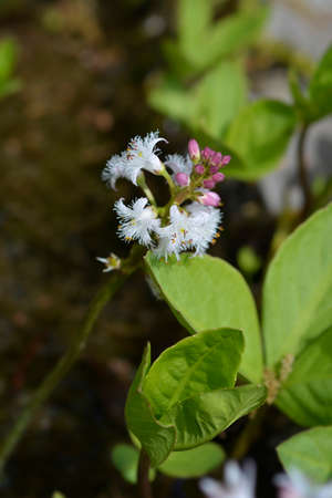 Common bogbean flowers - Latin name - Menyanthes trifoliata