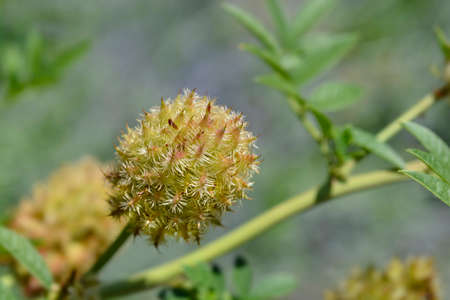 Liquorice seed head - Latin name - Glycyrrhiza glabra