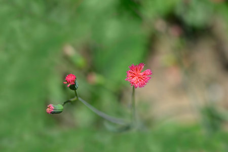 Tasselflower flower and buds - Latin name - Emilia fosbergii