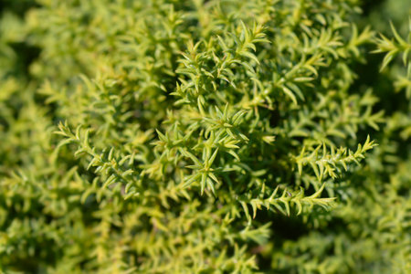 Japanese cedar Twinkle Toes branches - Latin name - Cryptomeria japonica Twinkle Toes