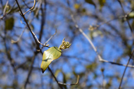 Korean spice viburnum branch with flower buds - Latin name - Viburnum carlesii
