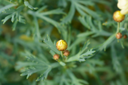 Yellow Marguerite daisy flower budの写真素材