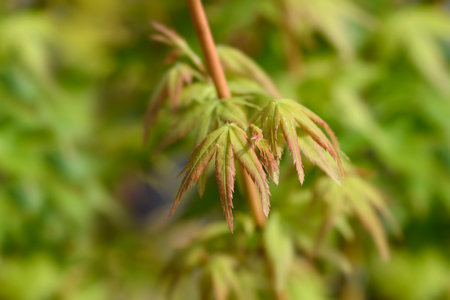 Katsura Japanese Maple leavesの写真素材