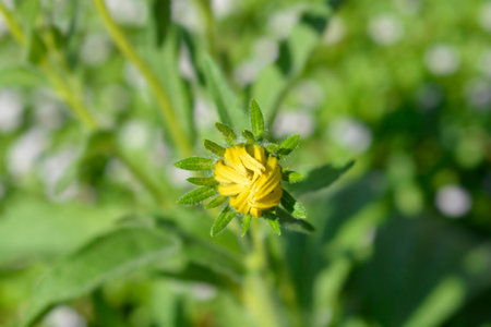 Gloriosa Daisy Irish Eyes flower bud - Latin name - Rudbeckia hirta Irish Eyesの写真素材