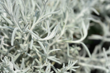 Silky eremophila gray leaves