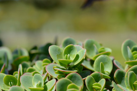 Japanese Stonecrop leaves. Sedum makinoi