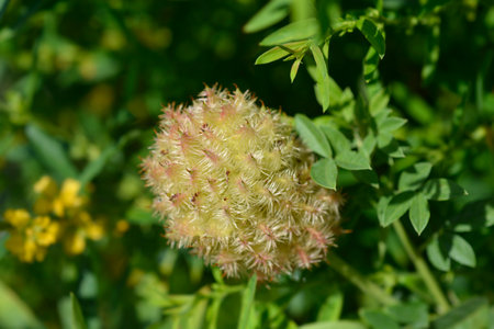 Liquorice seed head or  Glycyrrhiza glabraの写真素材