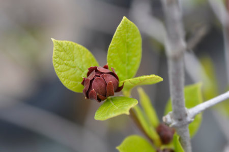 Carolina allspice flower bud