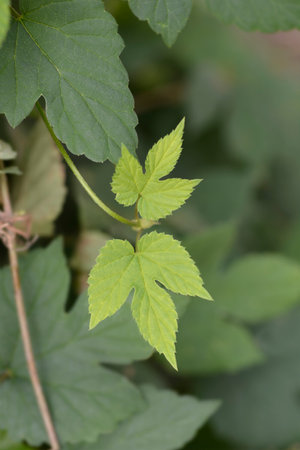 Common hop leaves - Latin name - Humulus lupulus