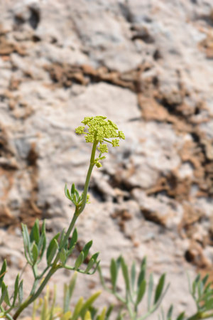 Sea fennel flowerの写真素材