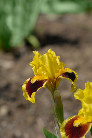 Standard Dwarf Bearded Iris Ultimate flower - Latin name - Iris Ultimate