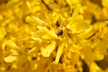 Weeping forsythia yellow flowers - Latin name - Forsythia suspensa