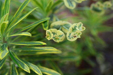 Spurge Ascot Rainbow leaves and flowers - Latin name - Euphorbia x martinii Ascot Rainbowの写真素材