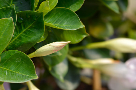 Mandevilla Mandevilla Sundaville White flower bud