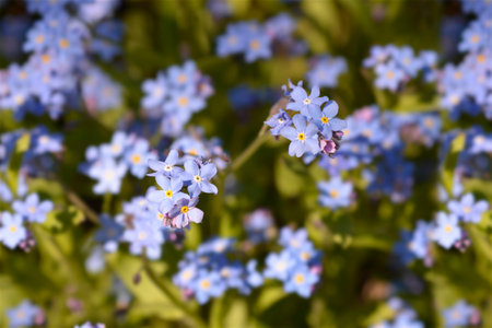 Ultramarine forget-me-not flowers - Latin name - Myosotis Ultramarineの写真素材