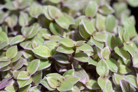 Creeping inchplant Pink Lady leaves- Latin name - Callisia repens Pink Ladyの素材 [FY310192181684]